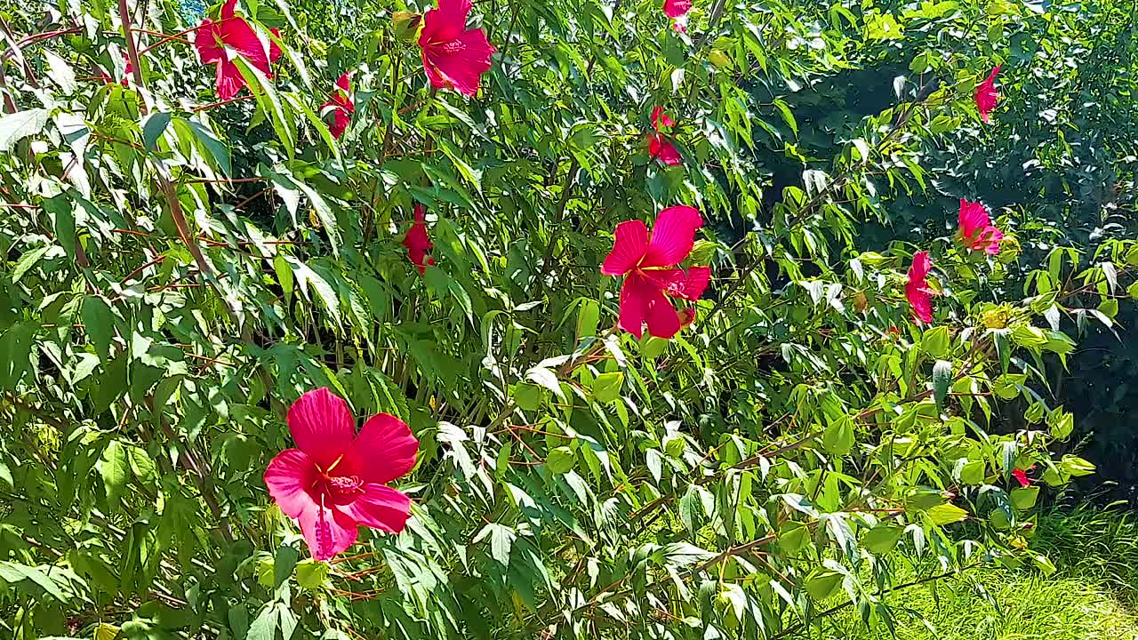 美丽的红花，风，自然。夏天，天气温暖。视频高清现代视频素材