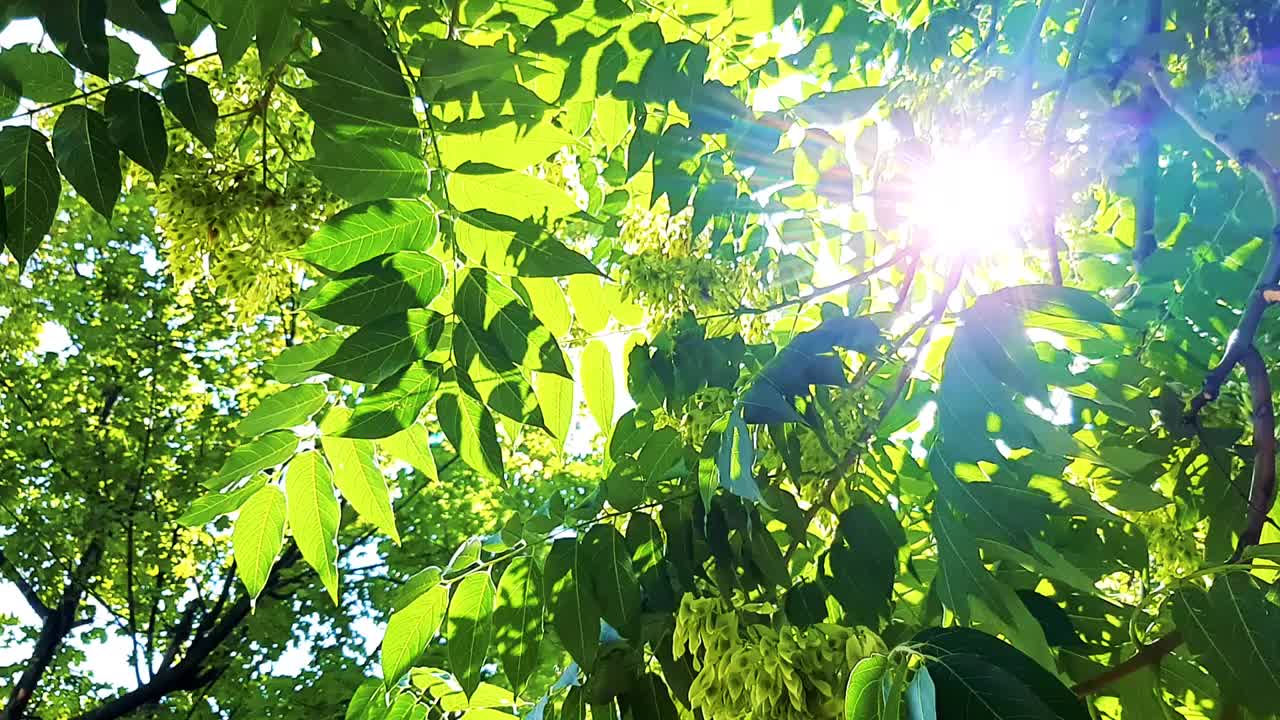 阳光透过绿叶，大自然。夏天，天气温暖。视频高清现代视频素材