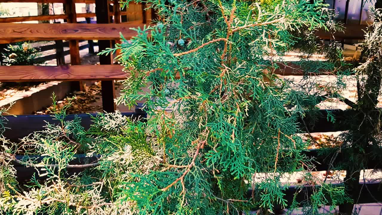 山水有土花，自然有自然。风摇动树枝。视频高清现代视频下载