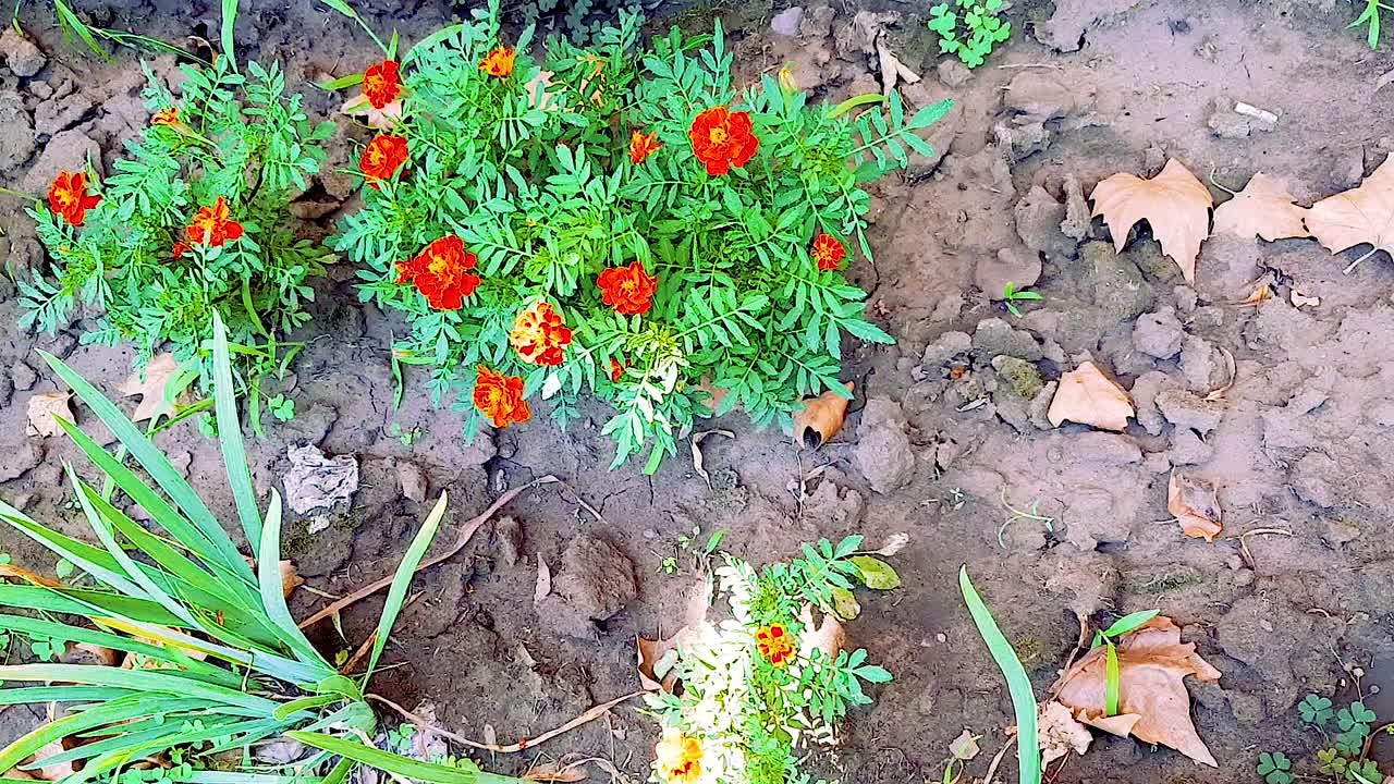 橙色的花。明亮的花序，自然。夏天，天气温暖。视频高清现代视频素材