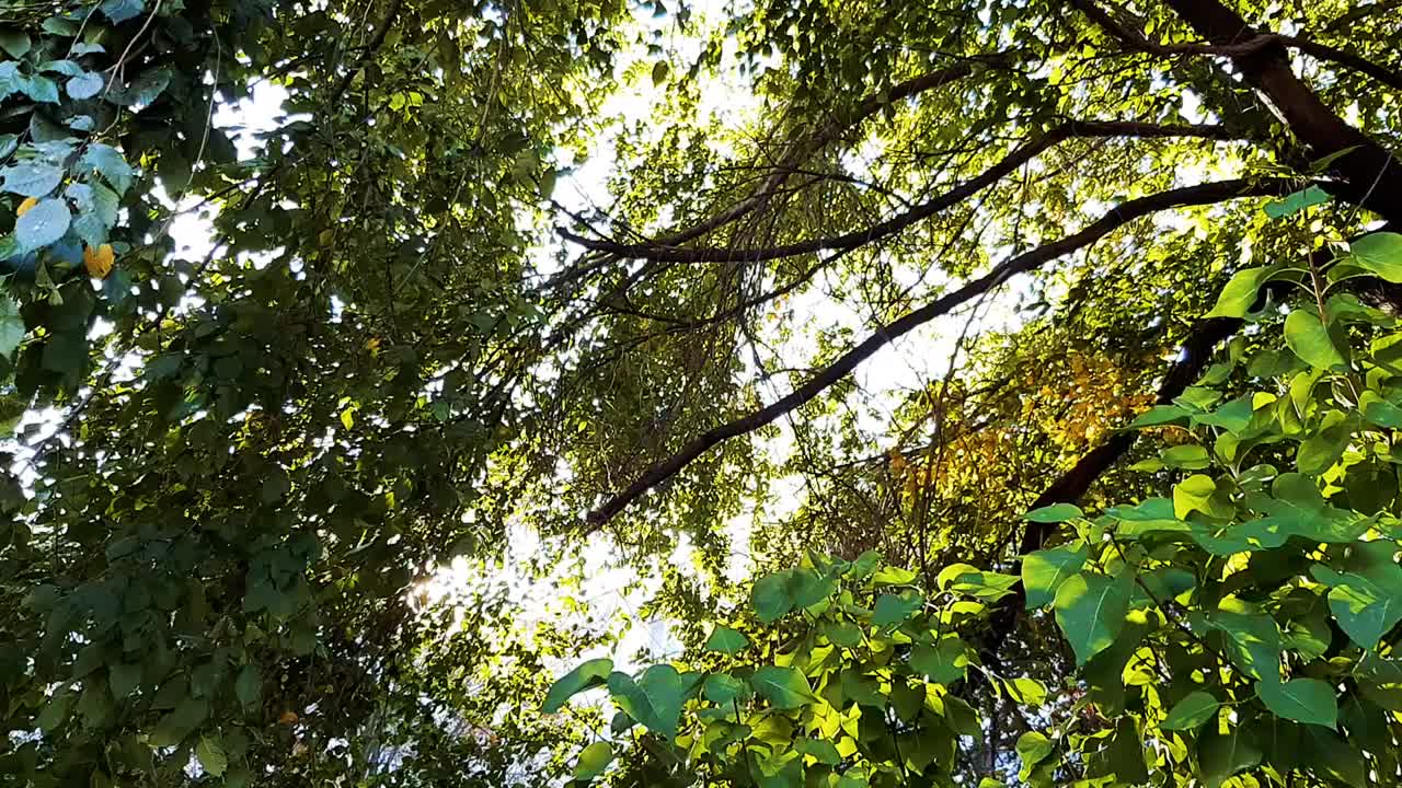 阳光透过绿叶，大自然。夏天，天气温暖。现代视频视频素材