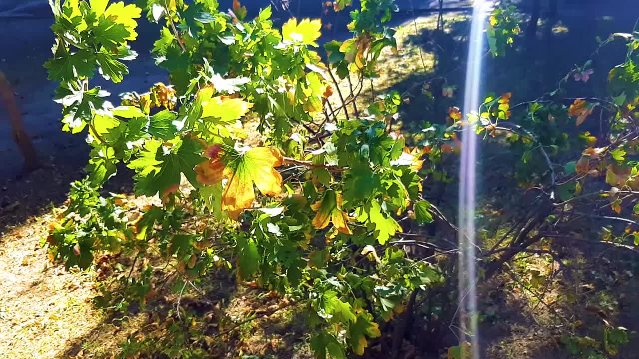 夏天的风景。有着绿色树叶和阳光的醋栗树丛。公园，在新鲜空气中散步。夏天的一天，植物。现代视频视频素材