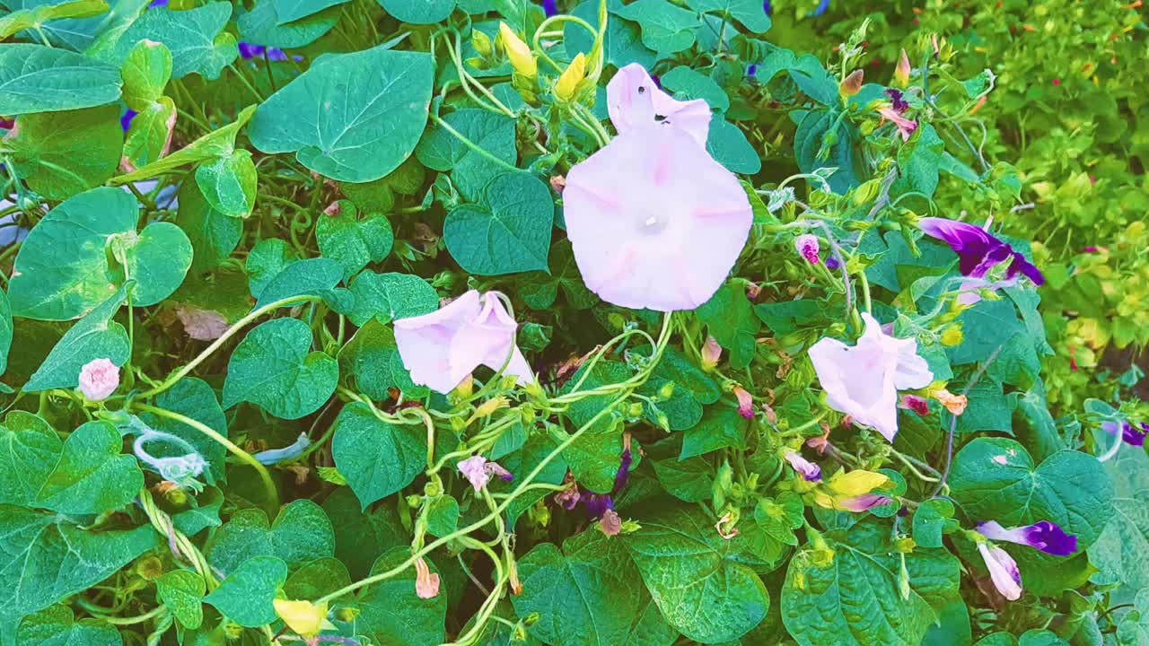 夏日山水有花，有风，绿树成荫，风调雨顺。视频高清现代视频下载