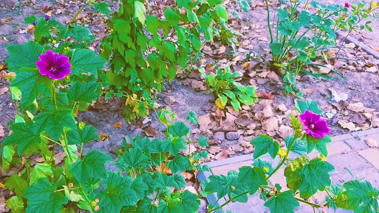 夏季景观紫丁香花开，风大，叶绿，天气好。视频高清现代视频素材