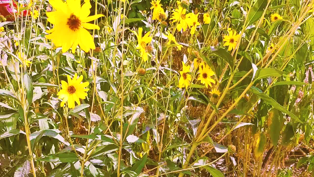 黄花，花卉景观，大自然美景。视频高清现代视频素材