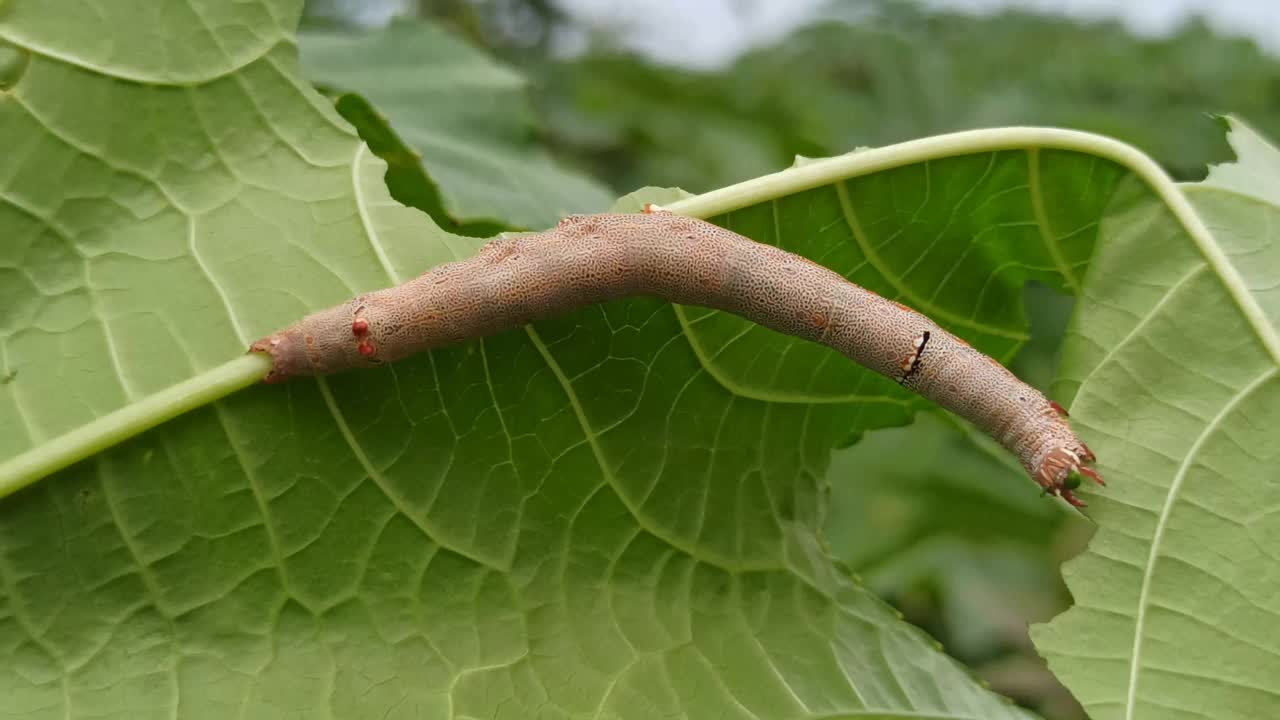 布朗卡特彼勒视频素材