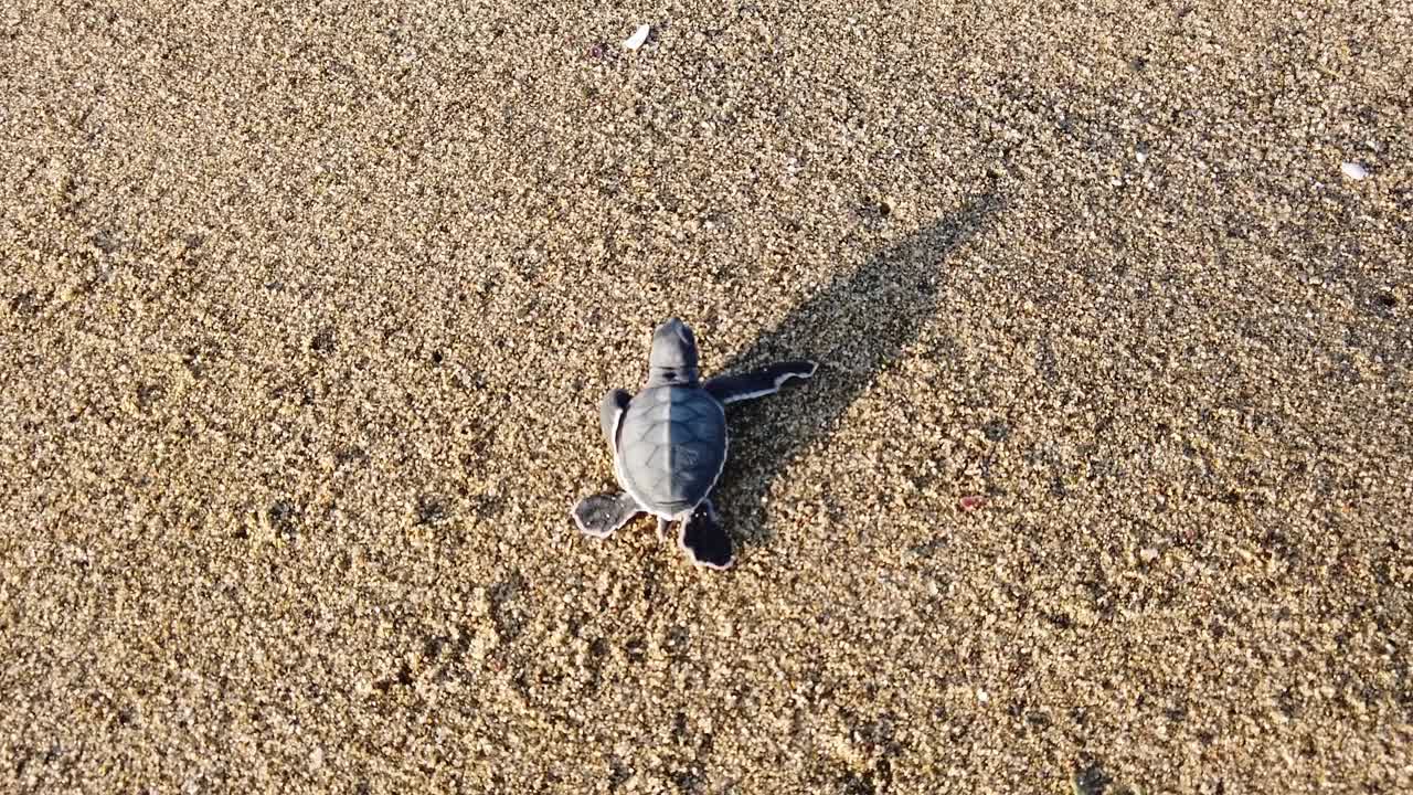 在苏库马德海龟保护中心，刚孵化的海龟正在向大海走去。视频下载