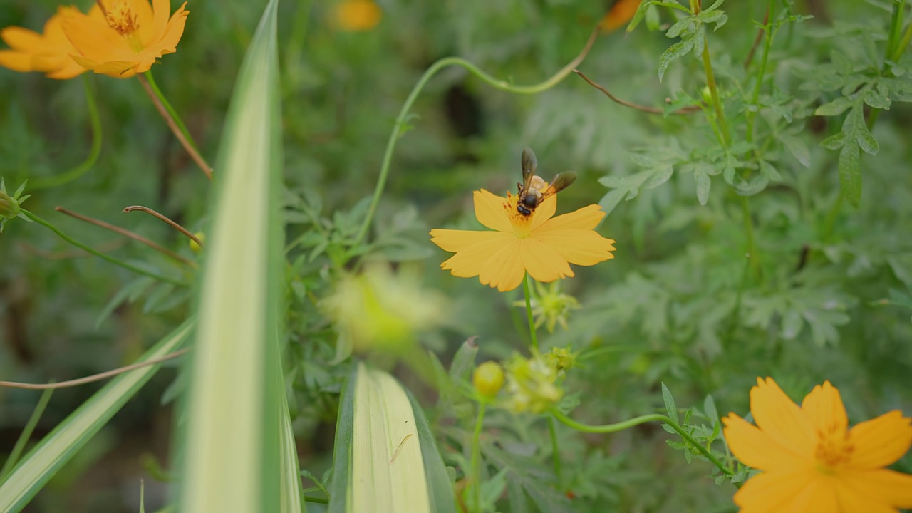 蜜蜂在黄色的油菜花上采集花蜜。蜜蜂在春田黄色油菜花上采集花粉视频素材