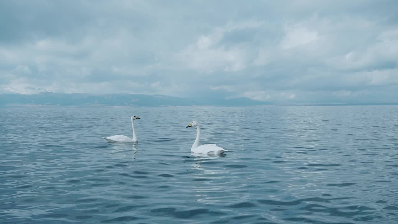 一对大天鹅(Cygnus Cygnus)，在凉爽宁静的塞拉姆湖游泳。视频素材