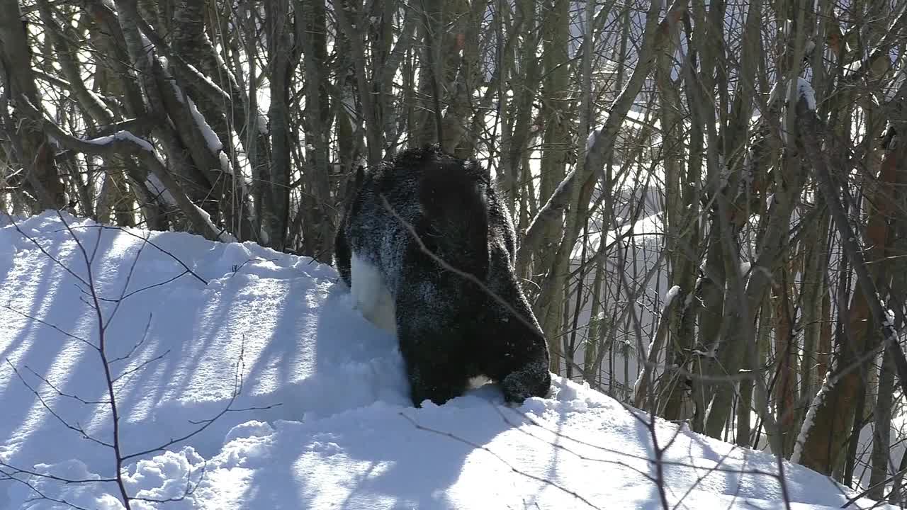 两只黑白相间的哈士奇狗正在雪地里奔跑。视频素材