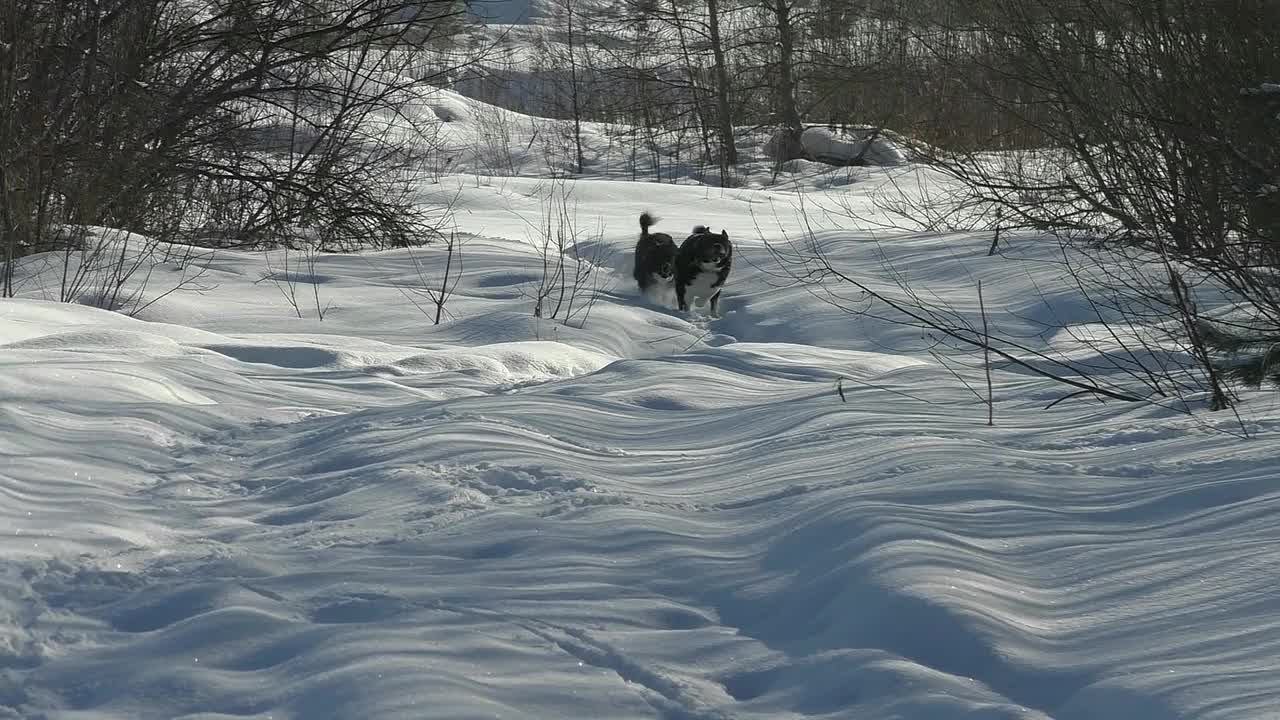 两只黑白相间的哈士奇狗正在雪地里奔跑。视频素材