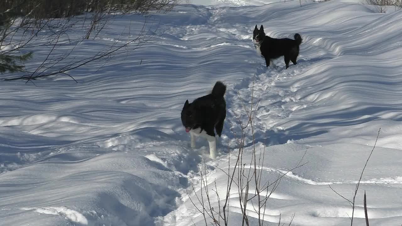 两只黑白相间的哈士奇狗正在雪地里奔跑。视频素材