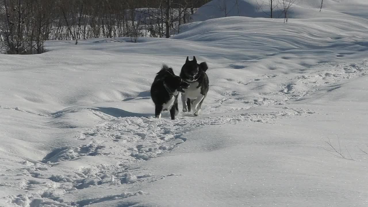 两只黑白相间的哈士奇狗正在雪地里奔跑。视频素材