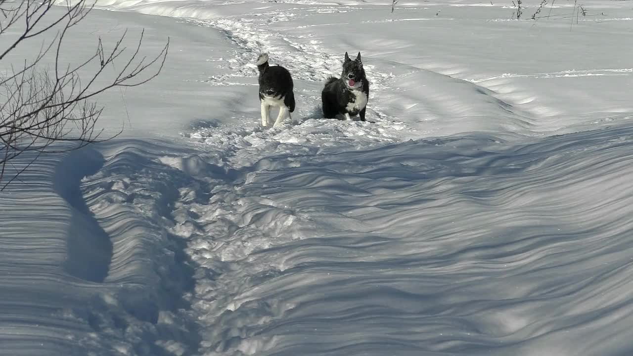 两只黑白相间的哈士奇狗正在雪地里奔跑。视频素材