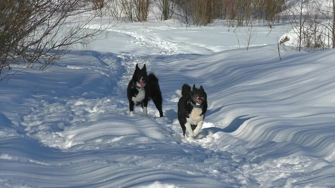 两只黑白相间的哈士奇狗正在雪地里奔跑。视频素材