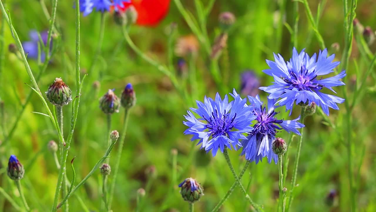 蓝色的野花矢车菊在夏天生长在田野上。视频素材