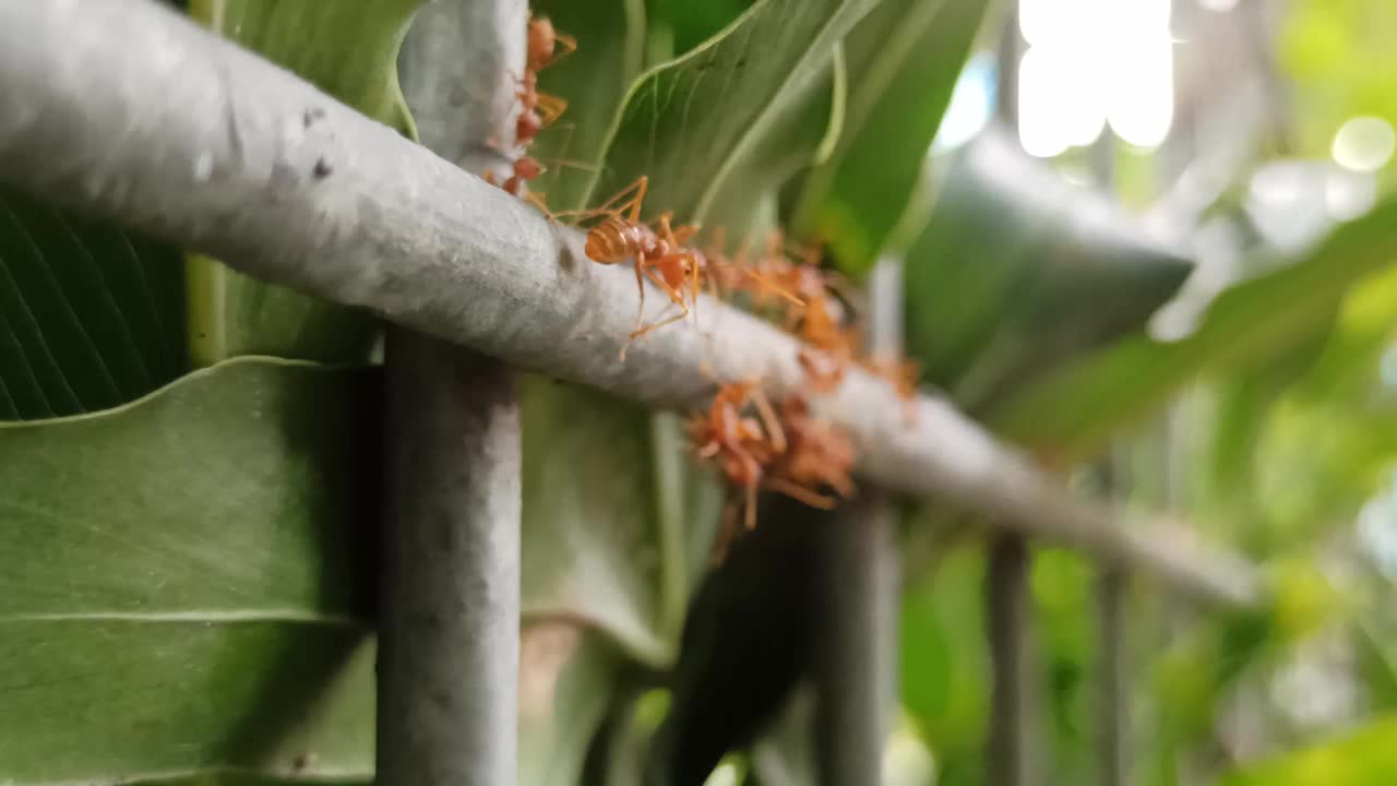 红蚂蚁视频素材