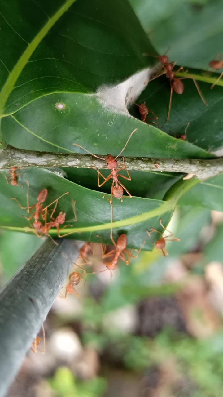 红蚁叶屋视频素材