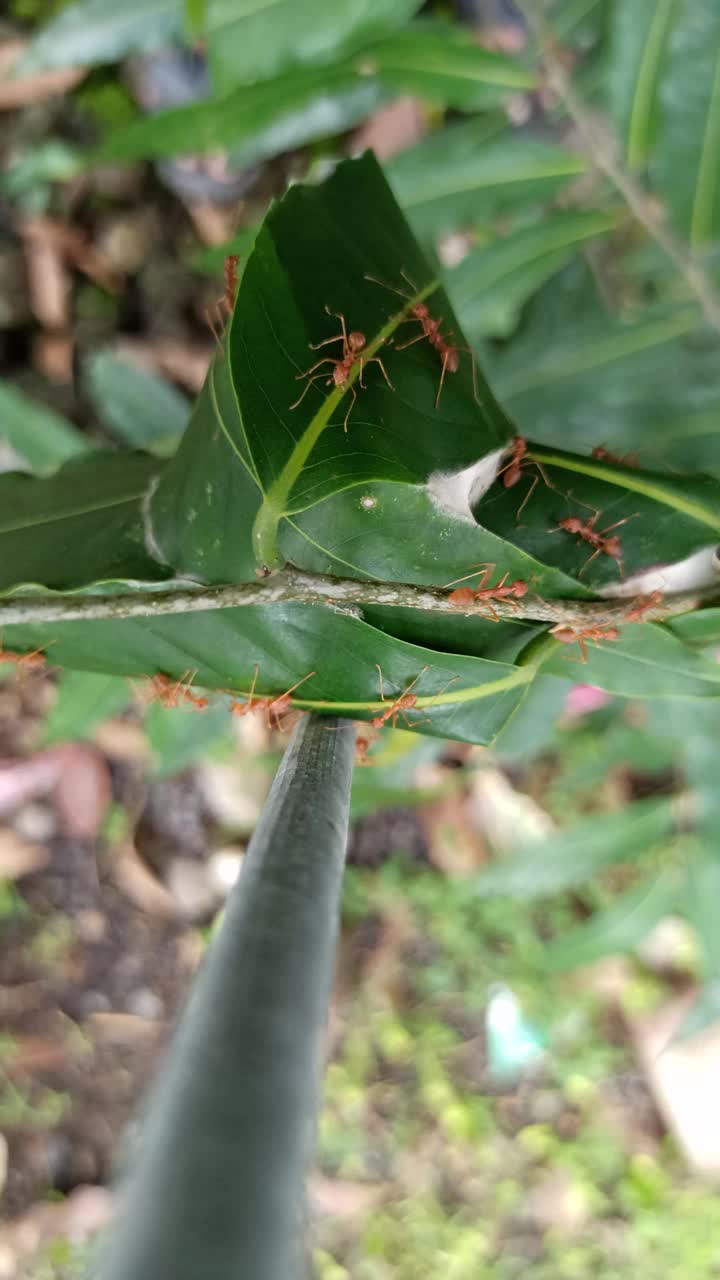 红蚁叶屋视频素材