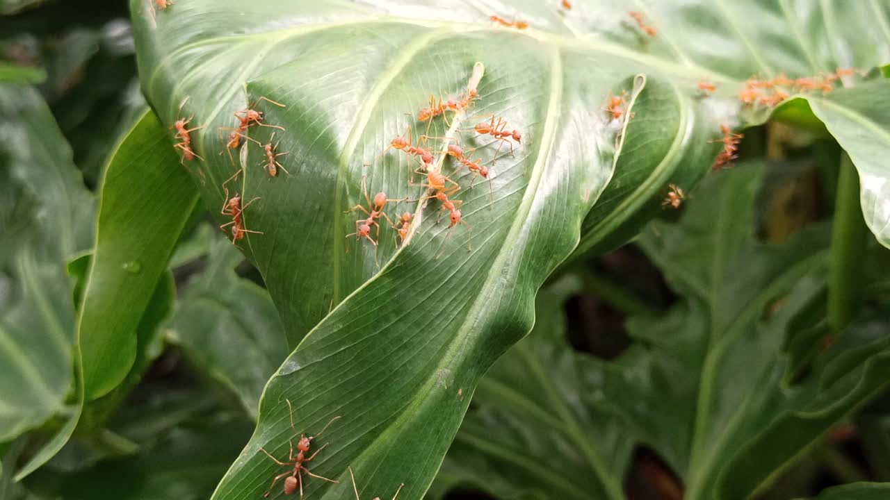 大红蚂蚁视频素材