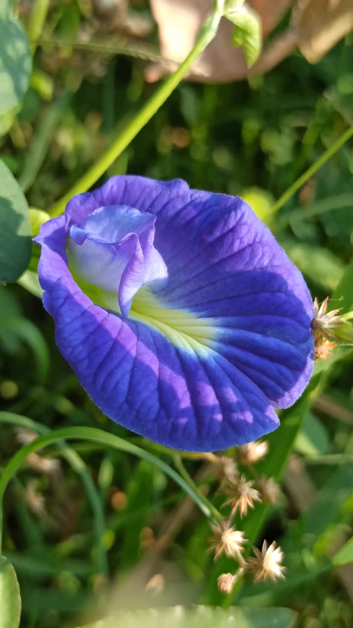 蝴蝶豌豆花视频素材