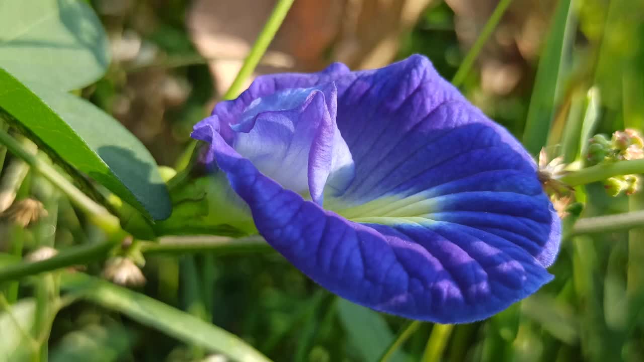 蝴蝶豌豆花视频素材