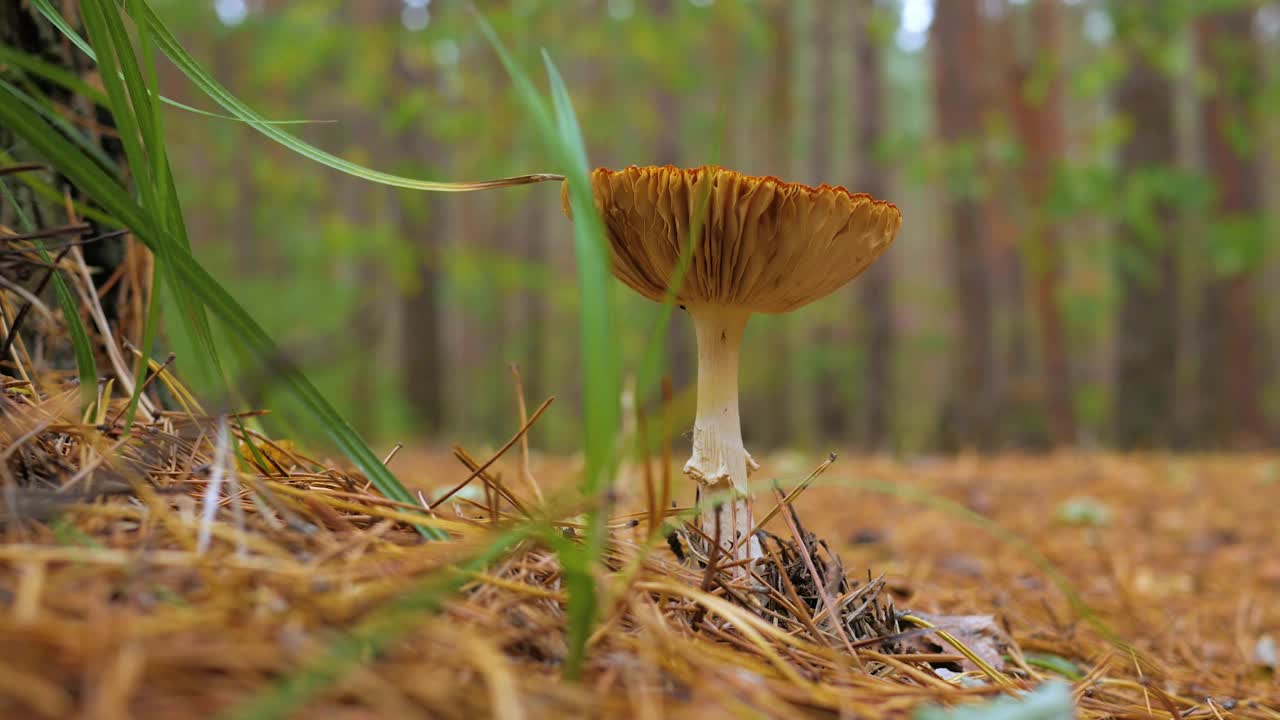 生长在木片中的春季野帽菌视频素材