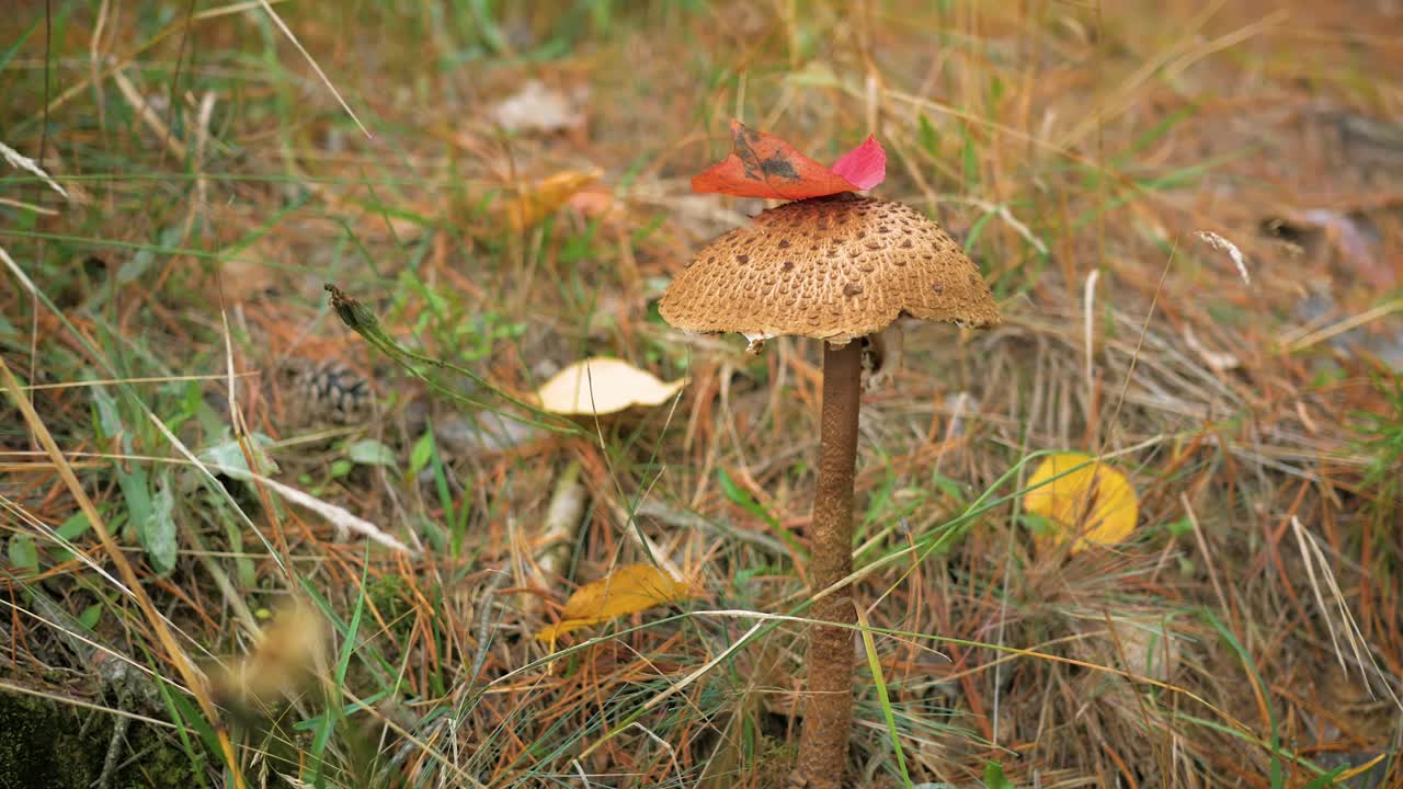 秋林食用菌伞(Leucoagaricus nympharum)。俄罗斯联邦，斯维尔德洛夫斯克州，阿尔特莫夫斯基区视频素材