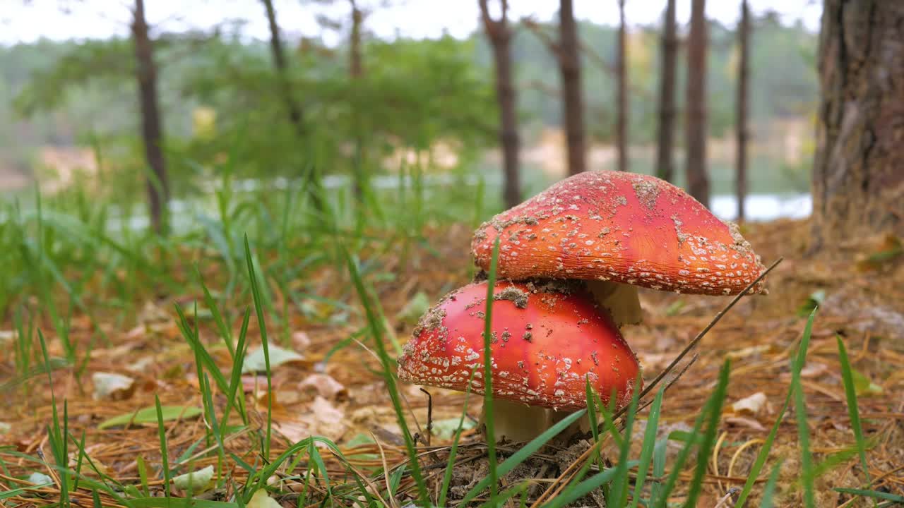 大蘑菇是一种生长在森林里的飞木耳视频素材