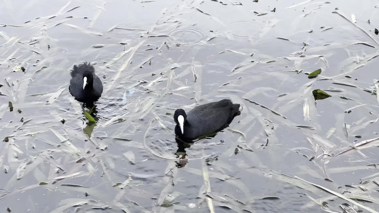 一对鸭子在湖里游泳视频下载