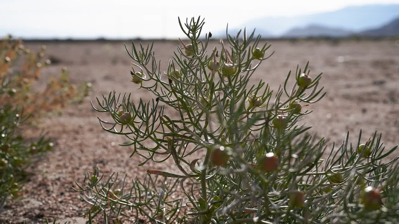 沙漠植物在中国新疆沙漠中挣扎生长的特写。视频素材