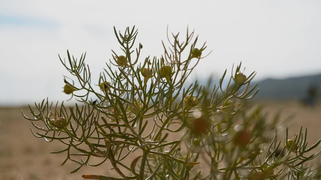 沙漠植物在中国新疆沙漠中挣扎生长的特写。视频下载