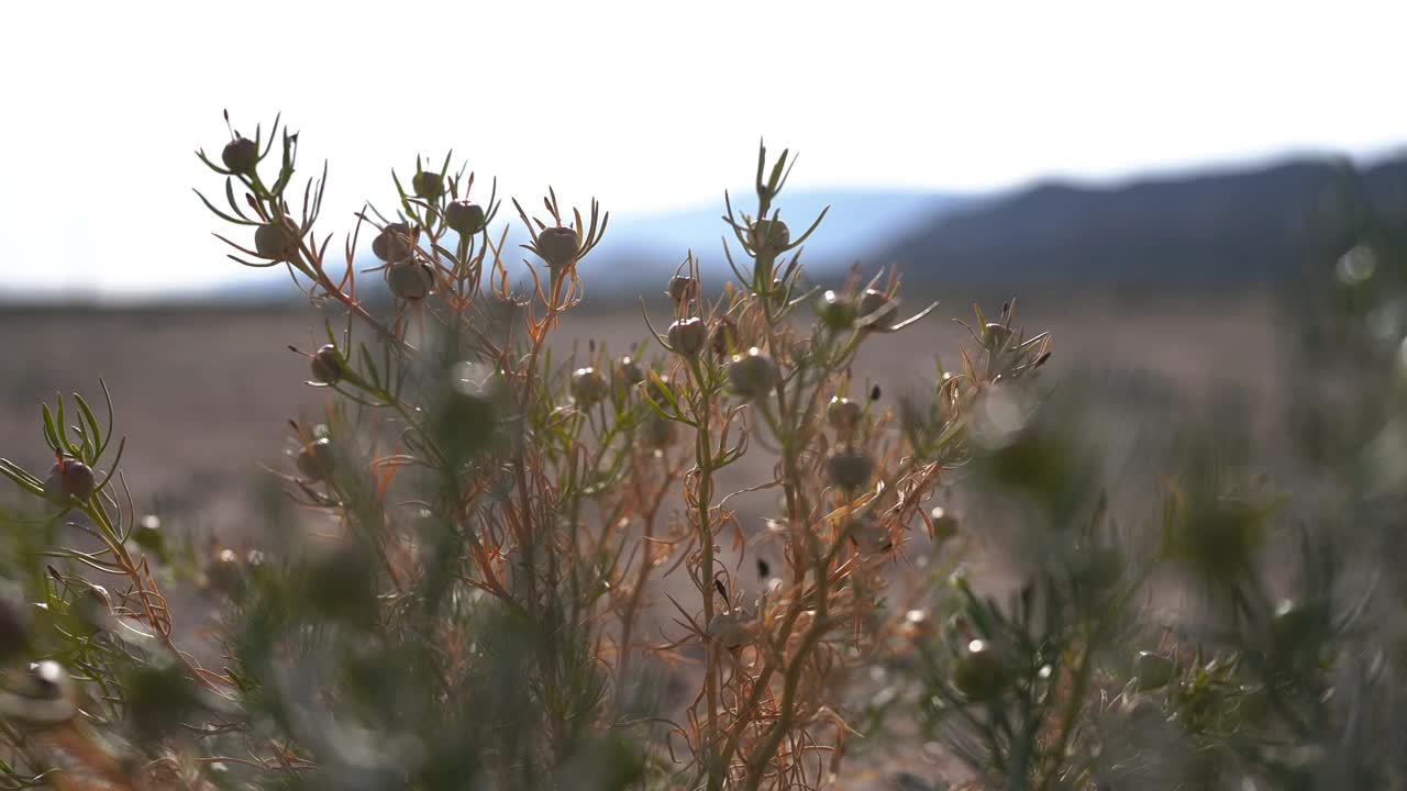 沙漠植物在中国新疆沙漠中挣扎生长的特写。视频下载