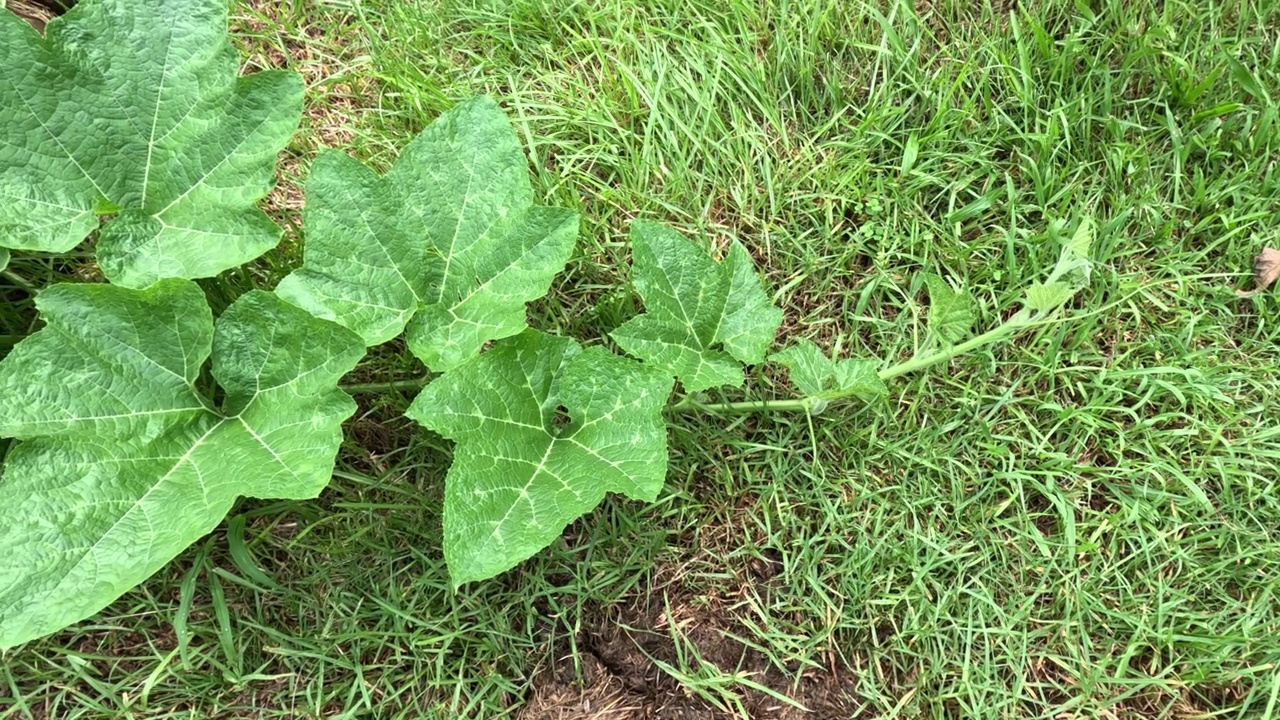 捕捉植物生长进程视频素材