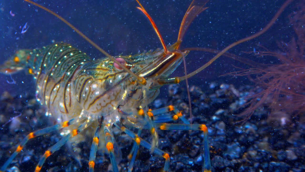 岩池虾(Palaemon elegans)，在贻贝中觅食的虾，黑海视频素材