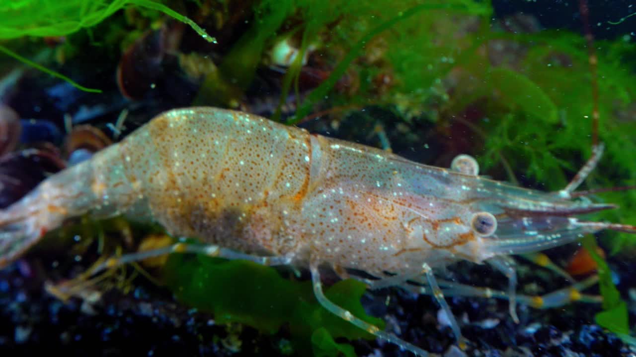 特写，虾波罗的海对虾(Palaemon adspersus)。黑海视频素材