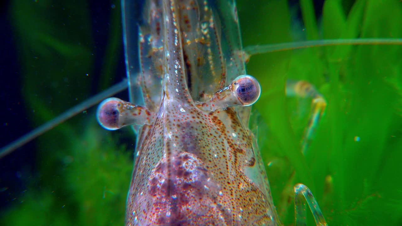 特写，正面虾波罗的海对虾(Palaemon adspersus)。黑海视频素材