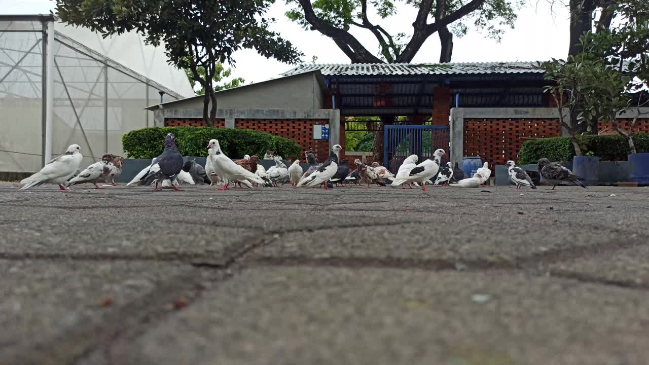 鸽子视频素材