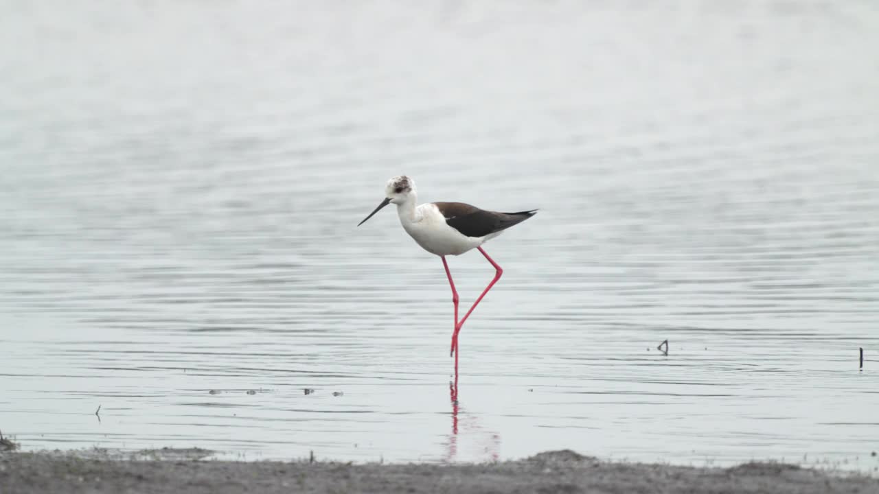 矶鹞鸟-黑翅高跷(Himantopus Himantopus)在一个多云的春天早晨穿过浅水。视频素材