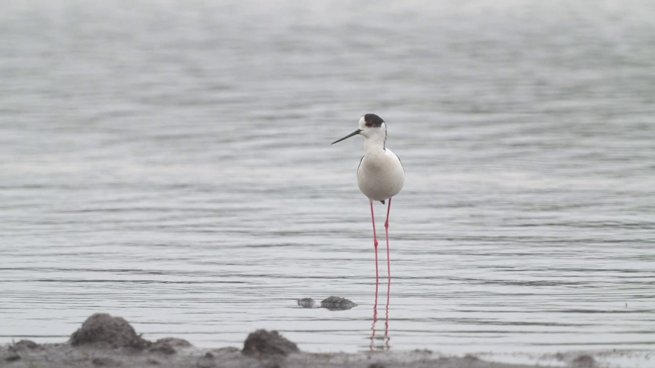 矶鹞鸟-黑翅高跷(Himantopus Himantopus)在一个多云的春天早晨穿过浅水。视频素材