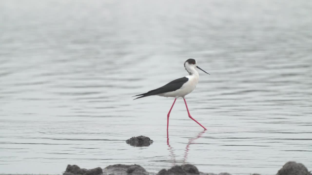 矶鹞鸟-黑翅高跷(Himantopus Himantopus)在一个多云的春天早晨穿过浅水。视频素材