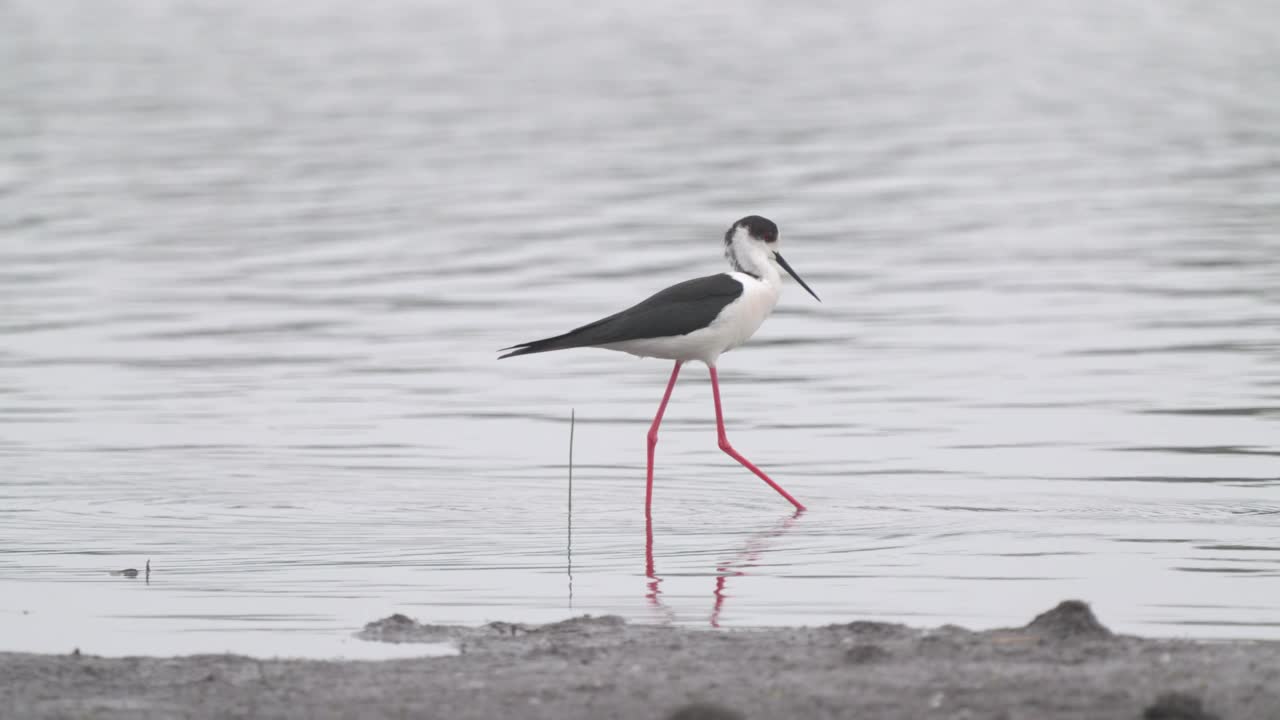 矶鹞鸟-黑翅高跷(Himantopus Himantopus)在一个多云的春天早晨穿过浅水。视频素材