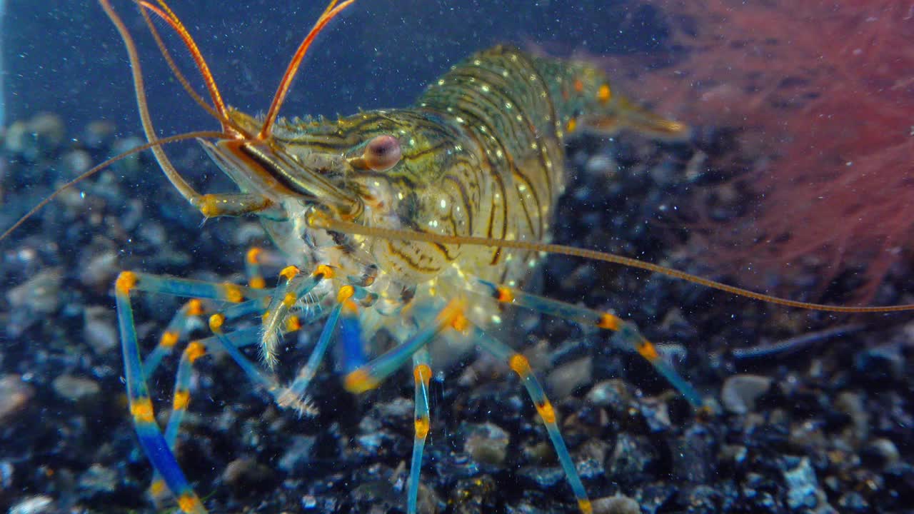 岩池虾(Palaemon elegans)，在贻贝中觅食的虾，黑海视频素材