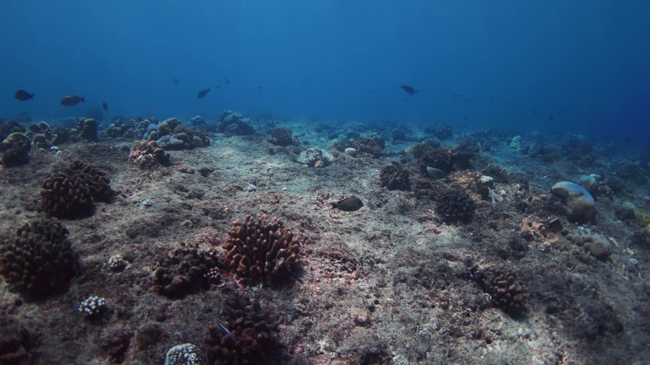 水下海景与珊瑚礁和热带鱼在海中。慢动作视频素材