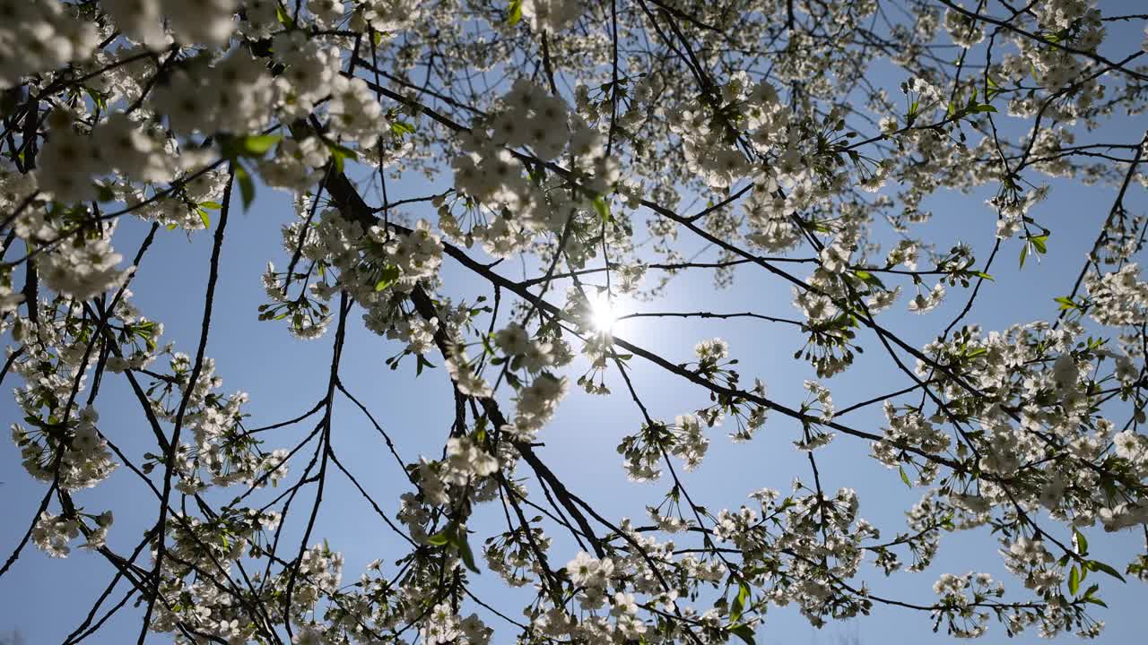 春天的花园，阳光明媚，樱花盛开视频素材