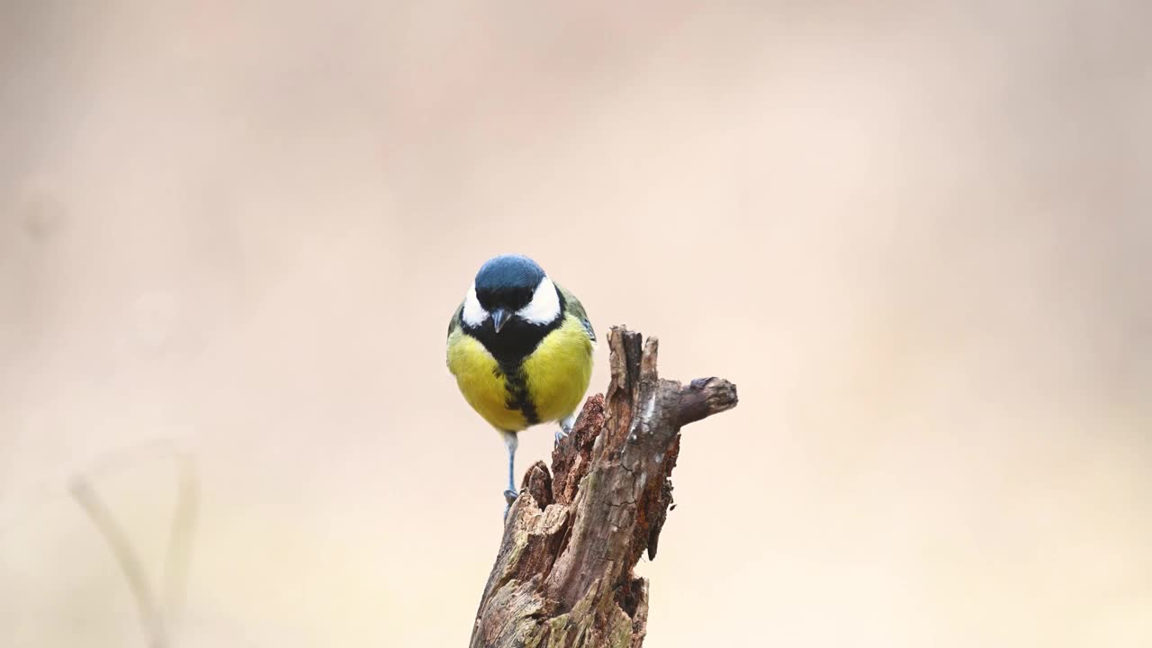 野生大山雀。Songbird视频素材