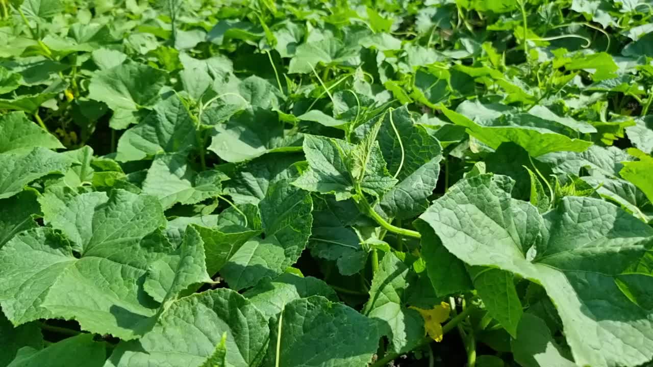 田野里的绿黄瓜叶特写。农业和蔬菜园艺。视频素材