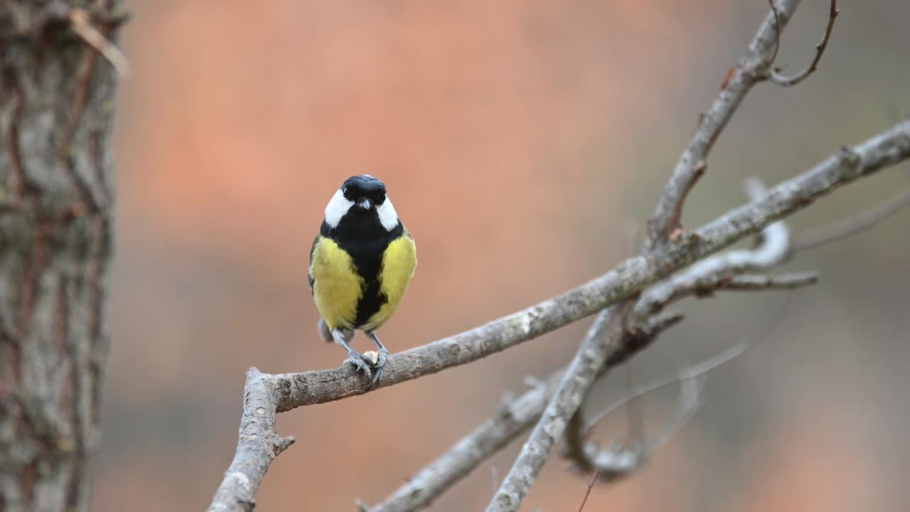 野生大山雀。Songbird视频素材