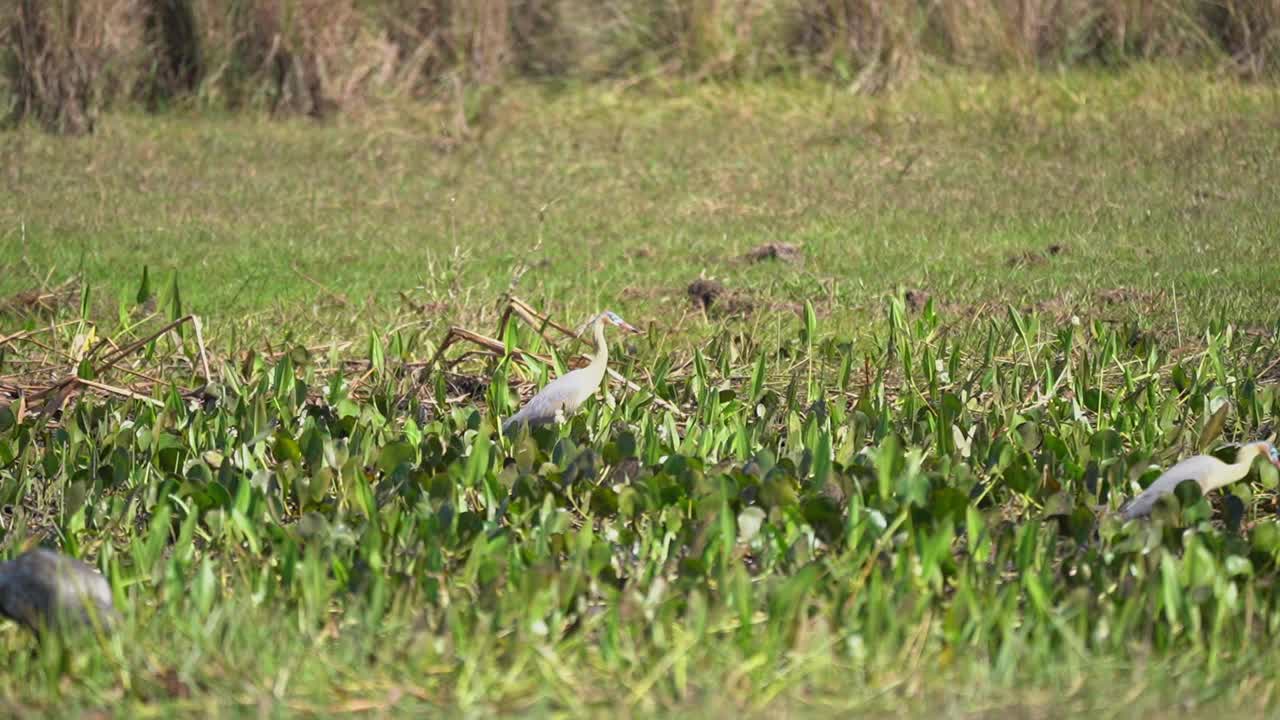 冠鹭(Pilherodius pileatus)，原产于南美洲的外来鸟类，在巴西潘塔纳尔湿地的沼泽中觅食。视频素材