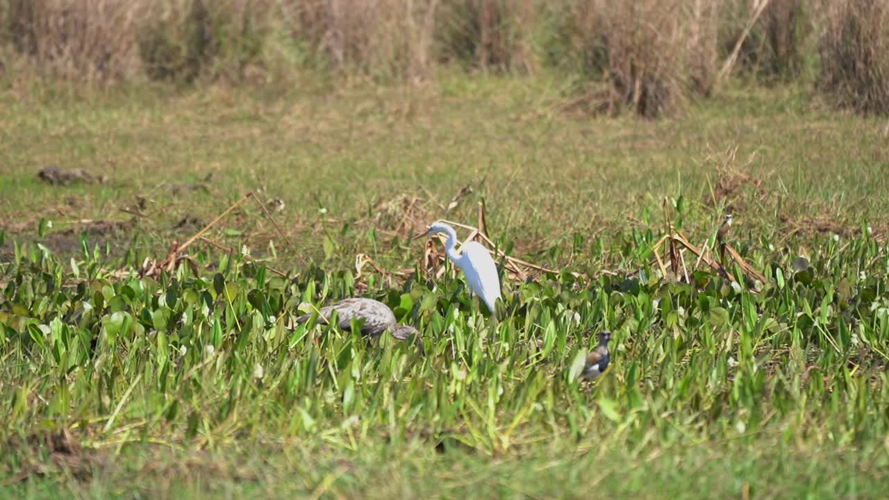 在巴西潘塔纳尔湿地的沼泽中觅食的南美原产的外来鸟类大鹭、大白鹭和大白鹭。视频素材